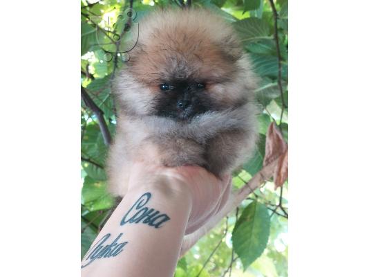 Pomeranian Spitz κουτάβια