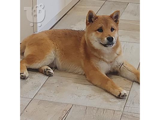 Shiba Inu κουτάβια