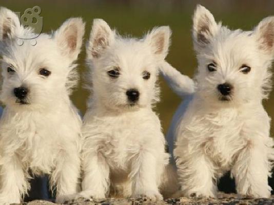 PoulaTo: West highland καθαρόαιμα