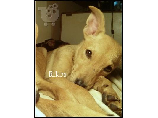 Ημιαιμος Ελληνικός Γκέκας 4 μηνών