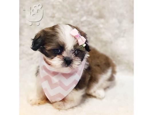 PoulaTo: SHIH TZU - πώληση κουτάβι