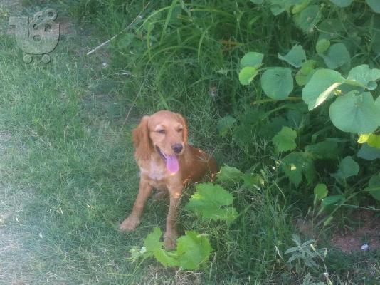PoulaTo: koker spaniel