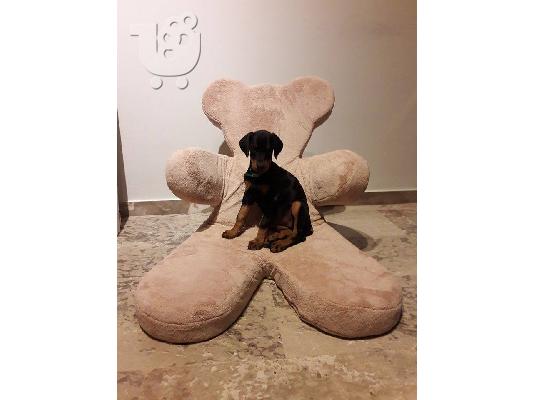 Πωλείται Ντόπερμαν - Doberman - Θυληκό 2,5 Μηνών