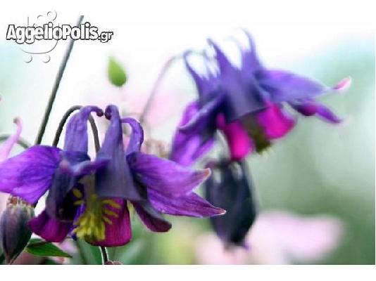 100 Σποροι - Aquilegia vulgaris Christy Barlow