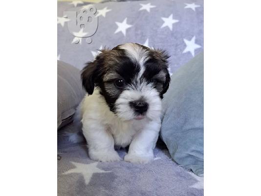 Havanese Bichon κουτάβια