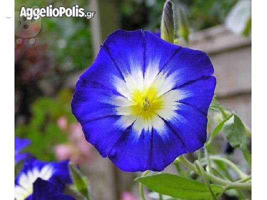 PoulaTo: Convolvulus Tricolor - 50 Σποροι Τριχρωμο
