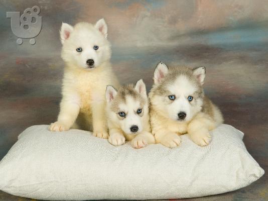 PoulaTo: HUSKY SIBERIAN