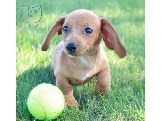 PoulaTo: Dachshund Puppies