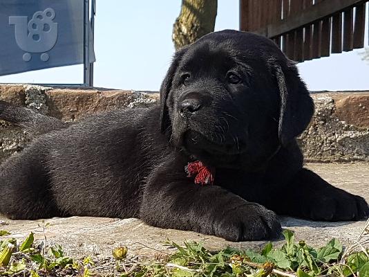 Labrador retriever puppies