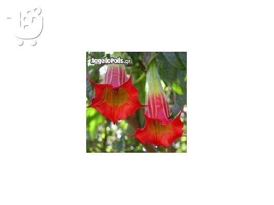 50 Σποροι Κοκκινης Datura