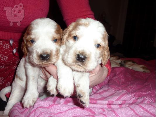 PoulaTo: Cocker Spaniel