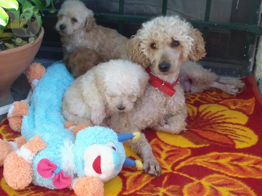 Kανισακι ρoodle καθαροαιμο κουταβακι