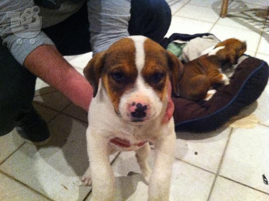 Πωλουνται American amstaff pitbull red nose