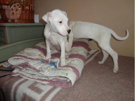 PoulaTo: dogo argentino