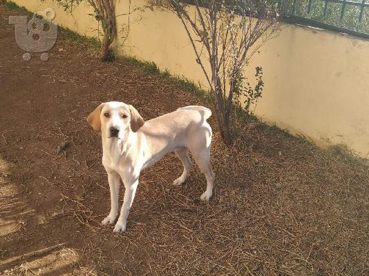 PoulaTo: Beagle, ιδανικοί φύλακες