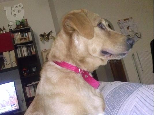 Ο Ζιζου ψαχνει σπίτι