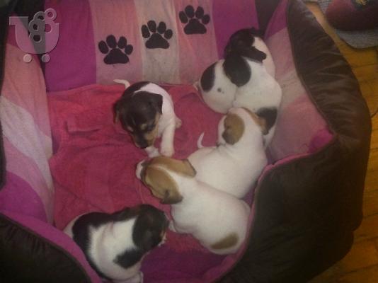 κουτάβι Jack russell