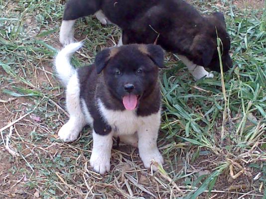 ΑΚΙΤΑ AMERICAN ΠΩΛΟΥΝΤΑΙ ΚΟΥΤΑΒΙΑ