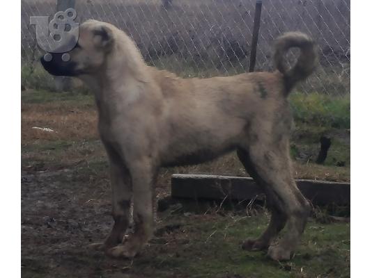 PoulaTo: Turski kangal