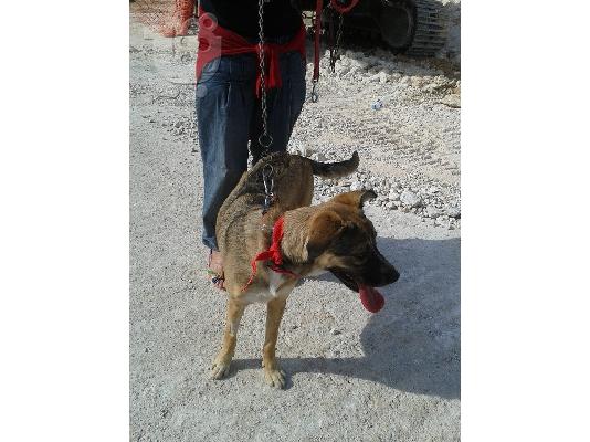 Η Λιζα ψαχνει σπιτι