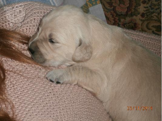 Κουτάβια golden retriever