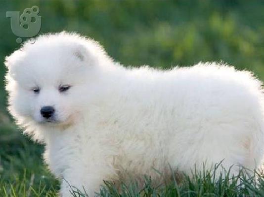 Samoyed κουτάβια με FCI χαρτιά! τέλειο σκυλί φρουράς