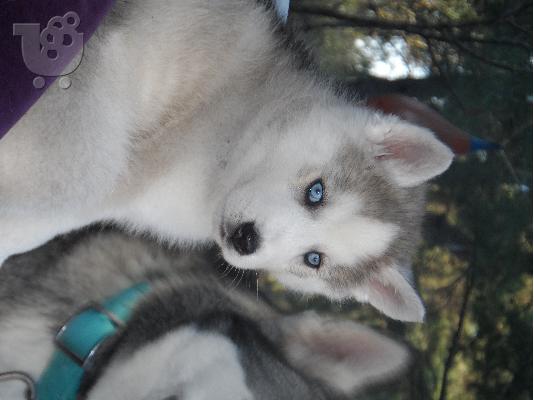 husky-χασκι