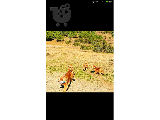 Πωλείτε Καθαρόαιμο Coker Spaniel.