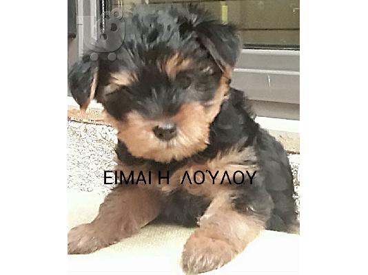ΓΙΟΡΚΣΑΪΡ ΤΕΡΙΕ ΚΟΥΤΑΒΑΚΙΑ ΜΙΝΙ, 2.5 ΜΗΝΩΝ