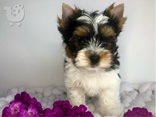 PoulaTo: Μικρά κουτάβια Yorkie