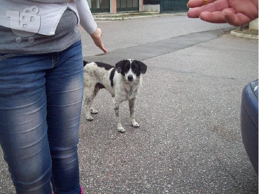 Μικροσωμο σκυλακι χαριζεται