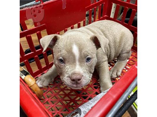PITBULL