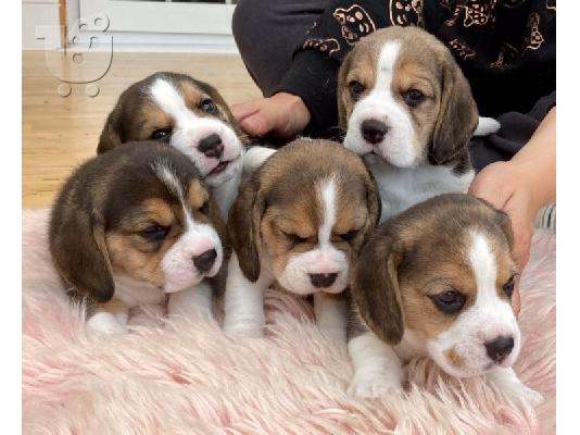 PoulaTo: Όμορφα κουτάβια Beagle για καλό σπίτι