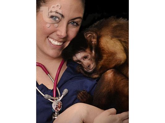 Ómorfi maïmoú Capuchin for Adoption steílte mas mínyma sto