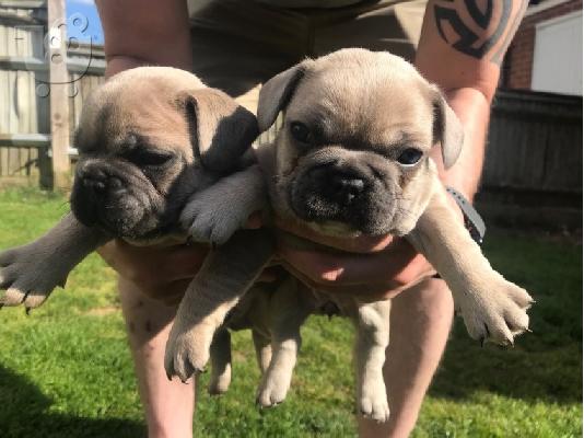 Γαλλικά κουτάβια μπουλντόγκ 200 €