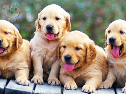PoulaTo: Golden retriever καθαρόαιμα