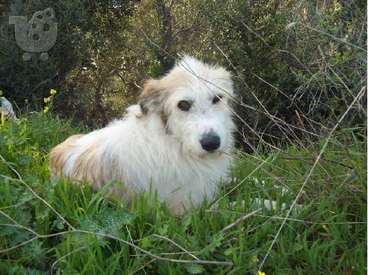 PoulaTo: Γκριφον χαριζεται