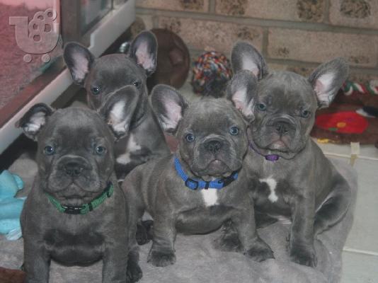 PoulaTo: Ποιότητα Γαλλικά μπουλντόγκ Puppys