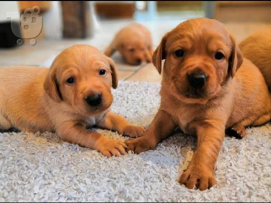 Labrador Puppies