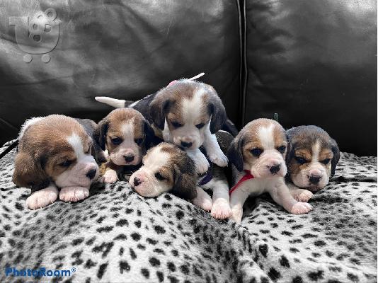 PoulaTo: Pure Bred Beagle κουτάβια