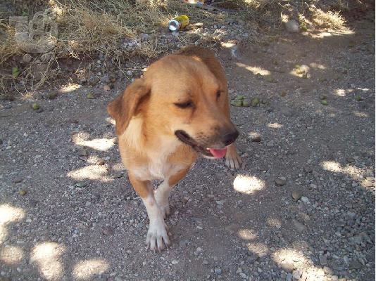 Μικροσωμη ημαιμη κοκονι χαριζεται