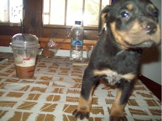 Κουταβουλες χαριζονται