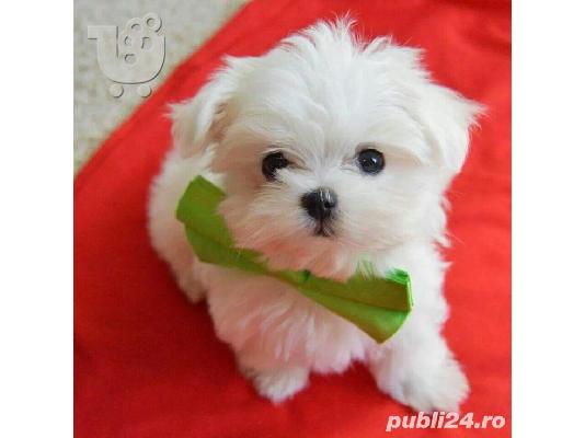PoulaTo: Μαλτέζ μίνι (Maltese mini)...