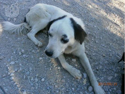 Η Μαυροματα ημιαιμη τσοπανοσκυλιτσα χαριζεται