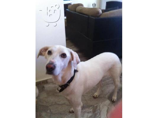 PoulaTo: Λαμπραντορ ημιαιμο χαριζεται