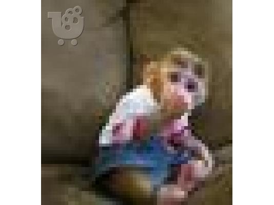 PoulaTo: μωρό capuchin μωρό για 250 €