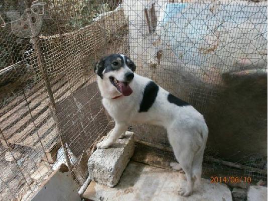 Σκυλιτσα συντροφιας χαριζεται