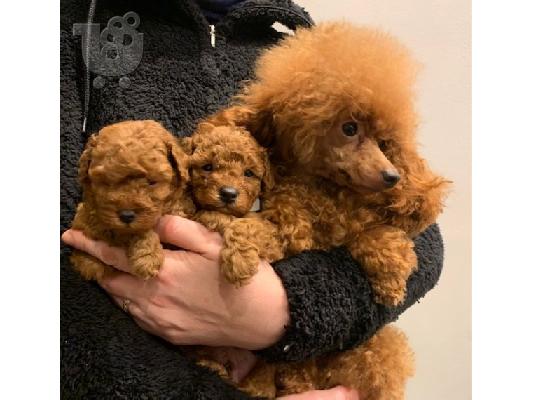 PoulaTo: Παιχνίδια αρσενικά και θηλυκά κουτάβια Poodle προς πώληση.
