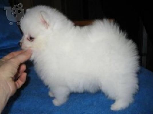 PoulaTo: Κουτάβια Πομεράνιαν - pomeranian