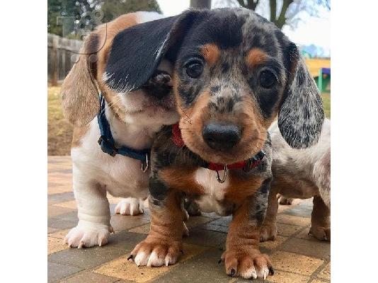 Χριστούγεννα Dachshund